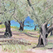 Olive Trees on Lefkada
